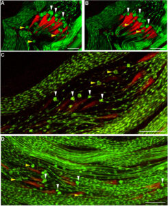Mitochondrial dynamics in mulet mutant testes as revealed by don juan-GFP (dj-GFP).