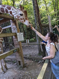 Maire Fox '12 reaches up to feed a hungry giraffe