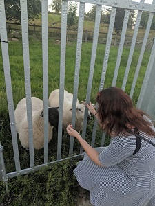 Maire Fox '12 pets two sheep from behind a fence
