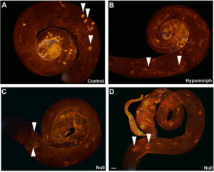 Hypomorphic and amorphic mulet mutant males exhibit counterintuitive individualization phenotypes.