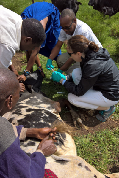 Ellen performs an exam on an animal in Tanzania