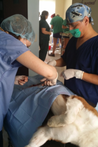 Ellen performs surgery on a dog